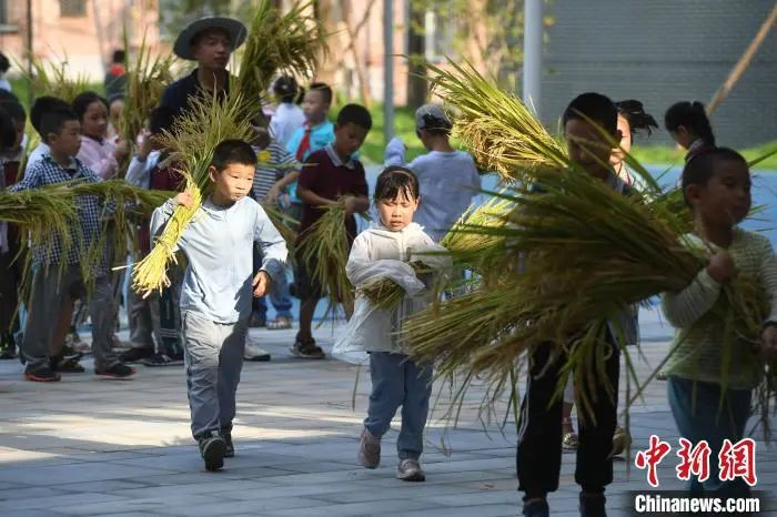 資料圖：小學生們體驗收割水稻。陳超 攝